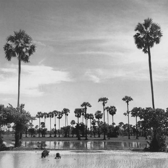 Elephants in the water, Vietnam – 1950's (photo by Dixie Reese)