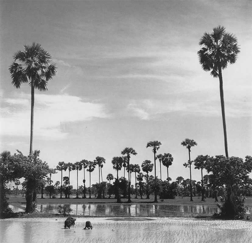 Elephants in the water, Vietnam – 1950's (photo by Dixie Reese)